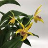 dendrobium Australian Artist 